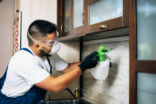 Best Termite Control Services  in Riverview, MO