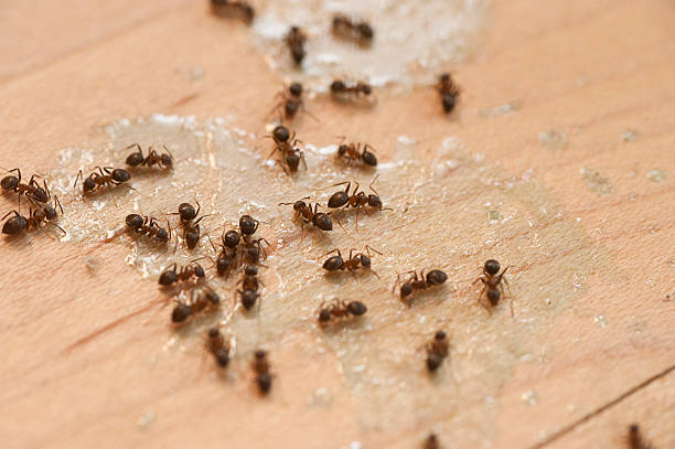 Best Pest Prevention Services  in Riverview, MO
